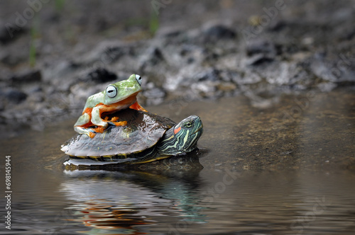 Frog and Turtle in water