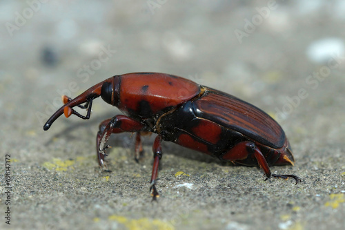 Closeup on an invasive large pest beetle, the red palm beetle or weevil, Rhynchophorus ferrugineus photo