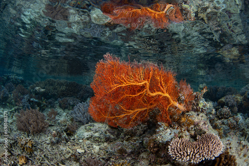 A colorful gorgonian and other corals thrive on a shallow coral reef in Raja Ampat  Indonesia. This tropical region supports the greatest marine biodiversity on the planet.