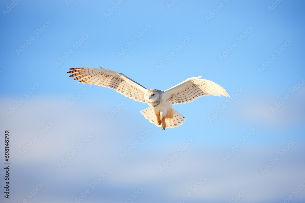 Obraz premium snowy owl in flight against a clear winter sky