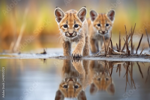 pumas reflection in water while hunting