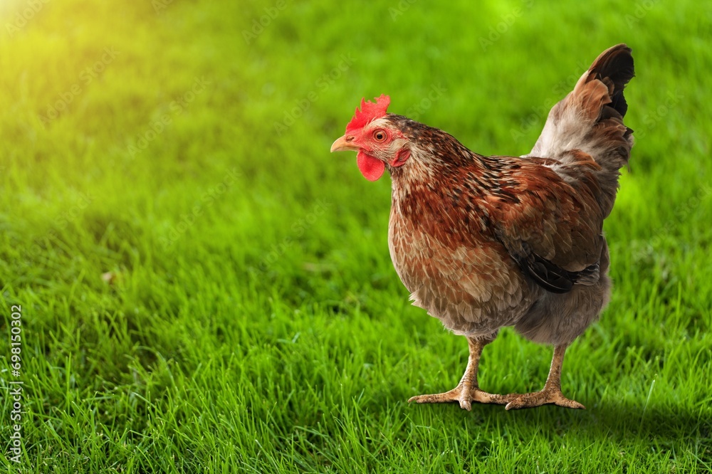 Fototapeta premium Young brown agro hen on background.