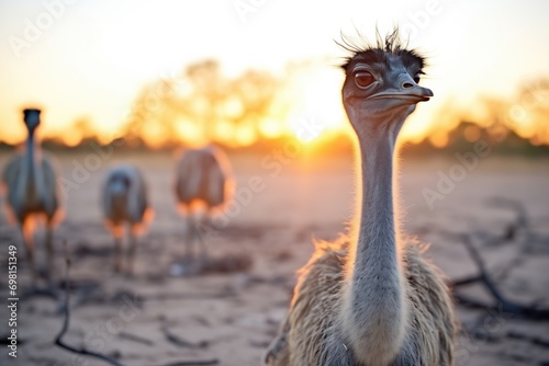 Fotografija emus with sun setting behind sparse scrubland