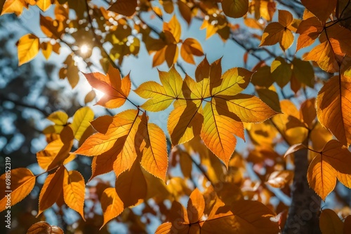autumn leaves in the sun