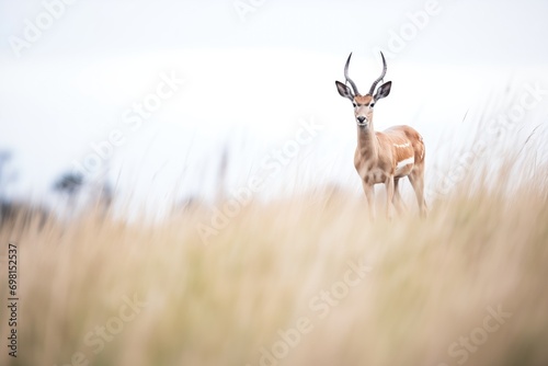 gazelle in an elevated position over grassland hill