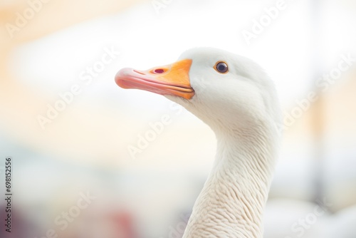 goose with ruffled feathers honking
