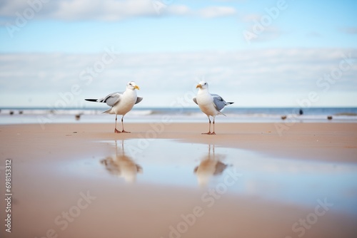 two gulls facing each other, footprints around them on the beach