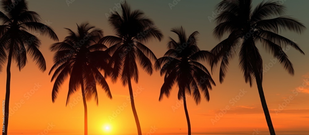 Palm tree shadows at dusk