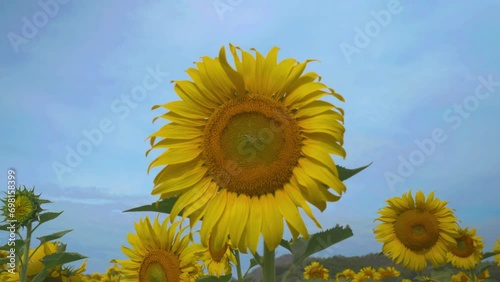 Sunflower in garden field on hill of countryside
