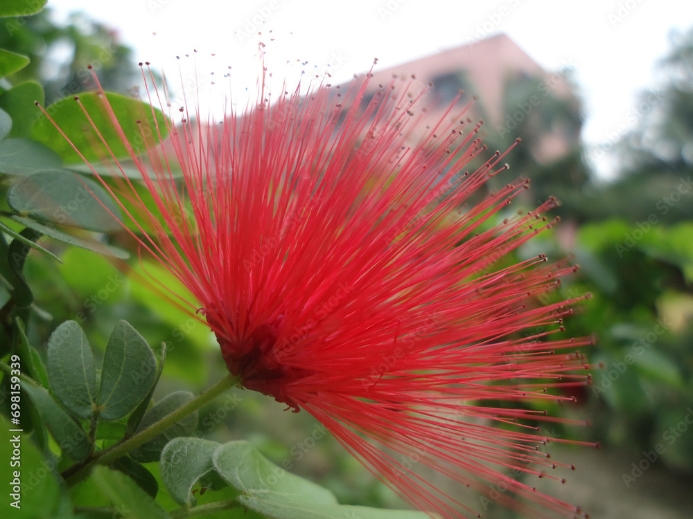 Red powder puff flower .Calliandra haematocephala.