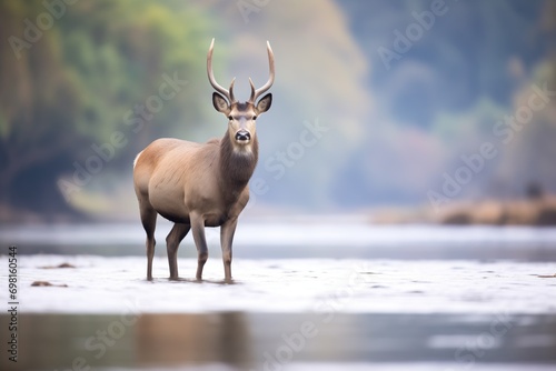 waterbuck standing still in river mist © stickerside