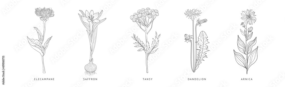 Medical Herbs and Plant Hand Drawn on Stem with Latin Names Vector Set Medical Herbs and Plant Hand Drawn on Stem with Latin Names Vector Set