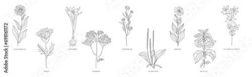 Medical Herbs and Plant Hand Drawn on Stem with Latin Names Vector Set photo