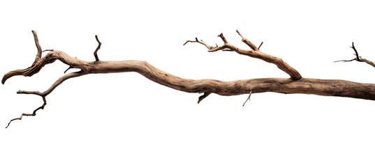 Dead tree branches with cracked bark. Isolated on transparent background
