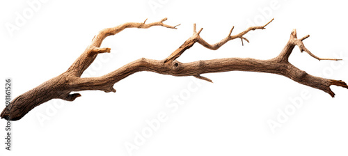 Dead tree branches with cracked bark. Isolated on transparent background photo