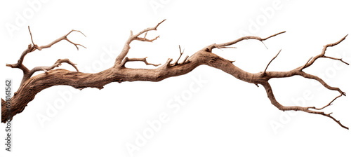 Dead tree branches with cracked bark. Isolated on transparent background