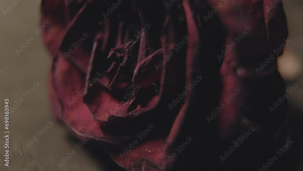 Dry rose with spiders and spider web