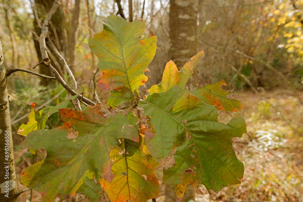 Big oak leaves changing colors. Mandeville LA. December 2023 Big oak leaves changing colors. Mandeville LA. December 2023