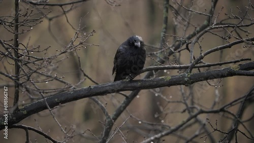 Blackbird, black crow on a branch