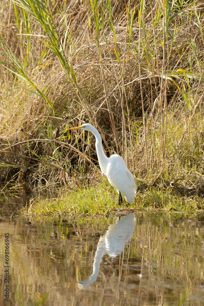 Fototapeta premium Great Egret in the Louisiana marsh. Lacombe LA. December 2023