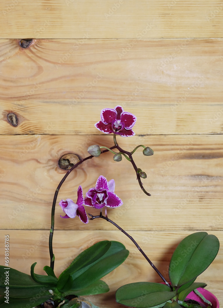 Two mini phalaenopsis orchids in pots on a wooden background, selective focus, vertical orientation with space for inscription. Two mini phalaenopsis orchids in pots on a wooden background, selective focus, vertical orientation with space for inscription.