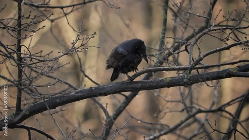 Blackbird, black crow on a branch
