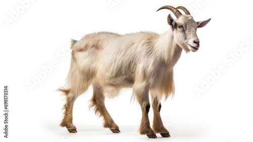 Goat perfect exuberant smooth soft light gredient consistent clear color image , two point picture , focus F32 , isolated on white background  photo
