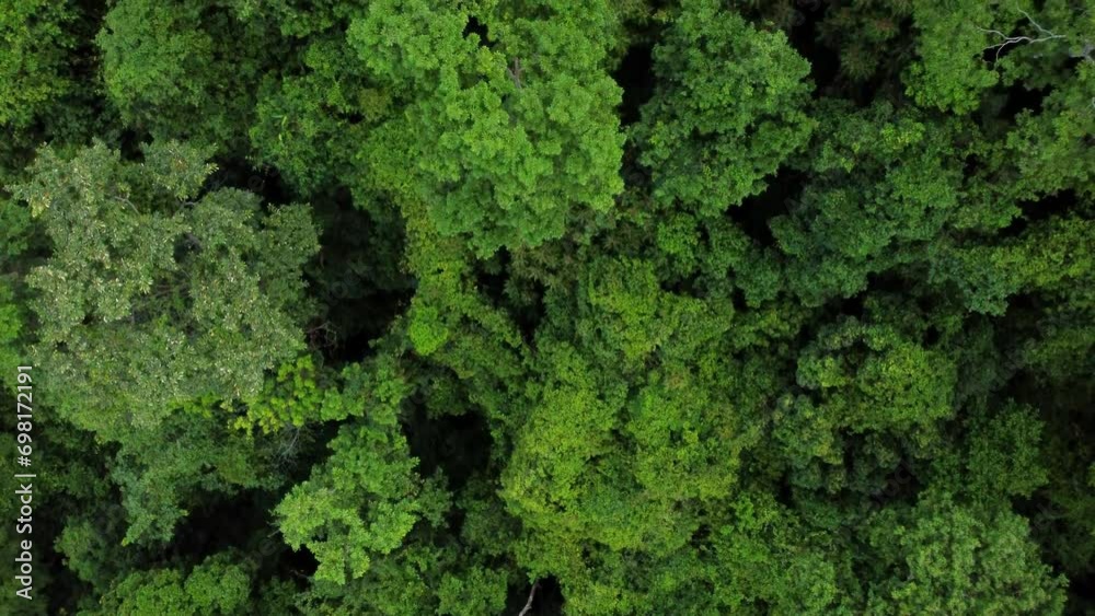 Drone moving forward bird's eye view of Indonesian tropical forest. Drone moving forward bird's eye view of Indonesian tropical forest.