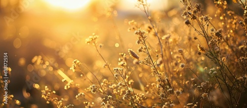 Morning sunlight and sunrise illuminating soft grass flowers with a golden background. © AkuAku