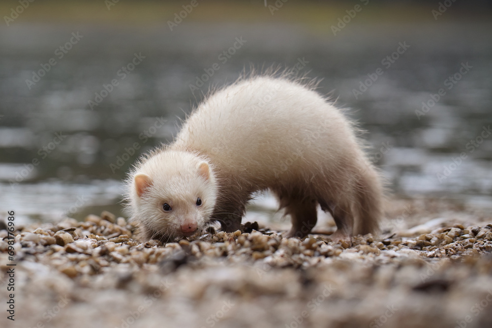 Champagne baby ferret exploring a gravel beach near lake Champagne baby ferret exploring a gravel beach near lake