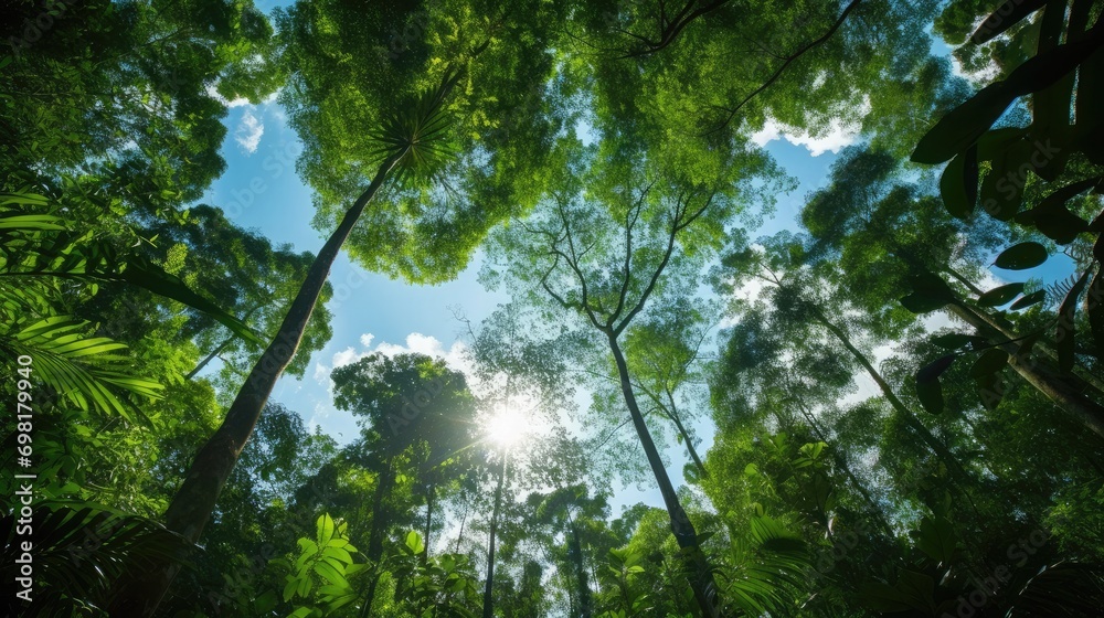 Fototapeta premium View looking up to the sky, rain forest 