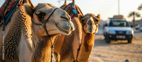 Two camels in Dubai near a car. photo