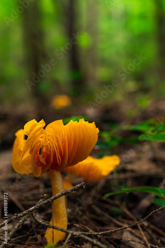 Mushroom growing from forest floor with blurred green background orange cap boletus