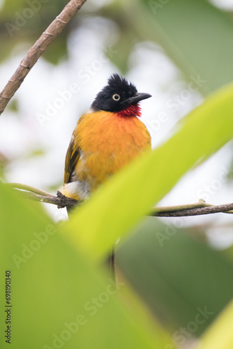 Pycnonotus melanicterus. While in English it is called Black-crested Bulbul photo