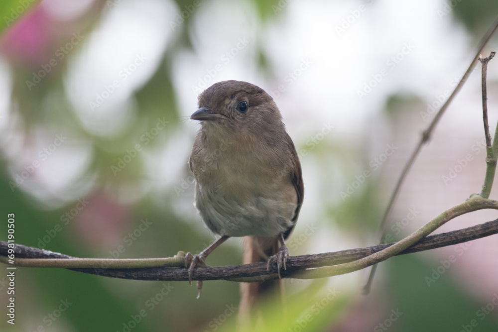 The Javan fulvetta (Alcippe pyrrhoptera) is a species of bird in the family Alcippeidae. It is endemic to Indonesia