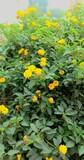 Lantana camara or Shrub verbenas or Lantana flower blooming on green leaf background. The flowers typically change color as they mature, resulting in inflorescences that are two or three colored