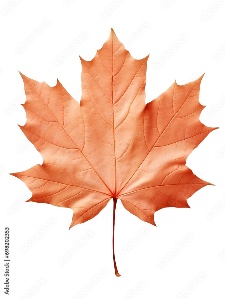 Obraz premium maple leaf isolated on white background