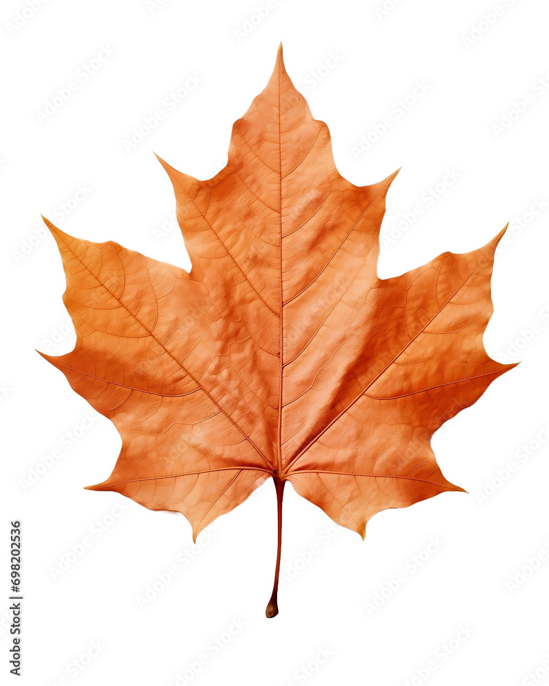 Obraz premium maple leaf isolated on white background