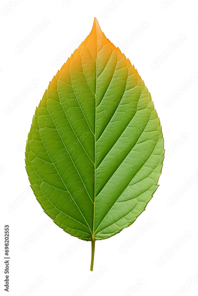 Obraz premium green leaf isolated on white background