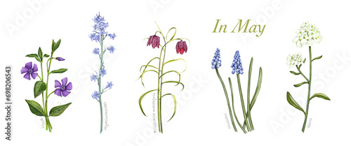 Set Frühlingsblumen, Blumen im Mai, handgezeichnet