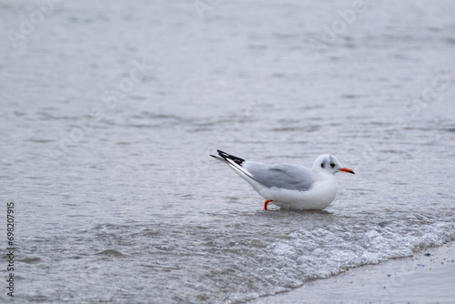 seagull on the beach