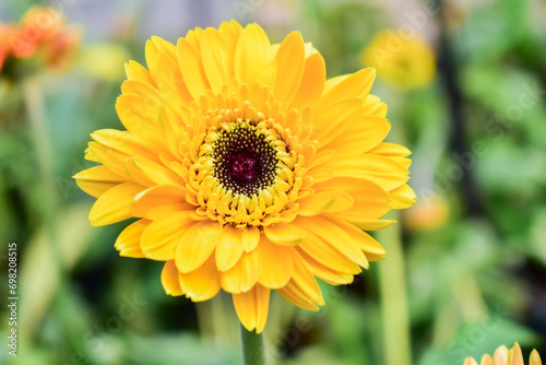 фотографія leaf flower spring plant natural blossom gerbera barberton daisy