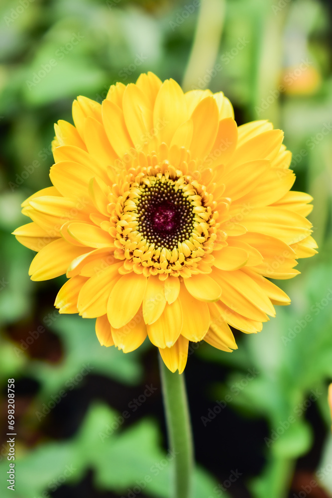 leaf flower spring plant natural blossom gerbera barberton daisy leaf flower spring plant natural blossom gerbera barberton daisy