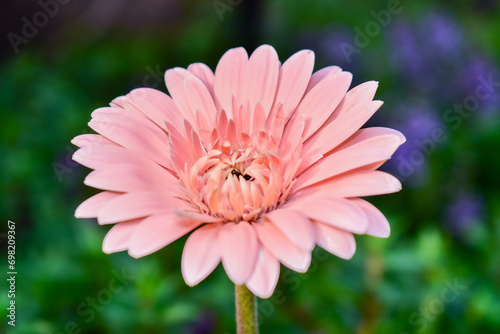 Tableau sur toile leaf flower spring plant natural blossom gerbera barberton daisy