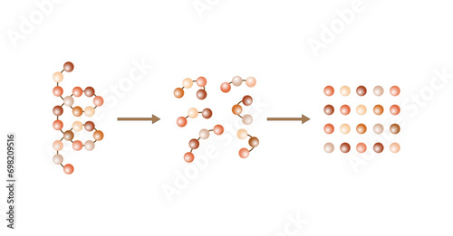 Protein Digestion. Proteases Enzymes (proteinases and peptidases) are digesting the protein into small peptide chains then into single amino acids, to be absorbed into the blood stream. Vector design.
