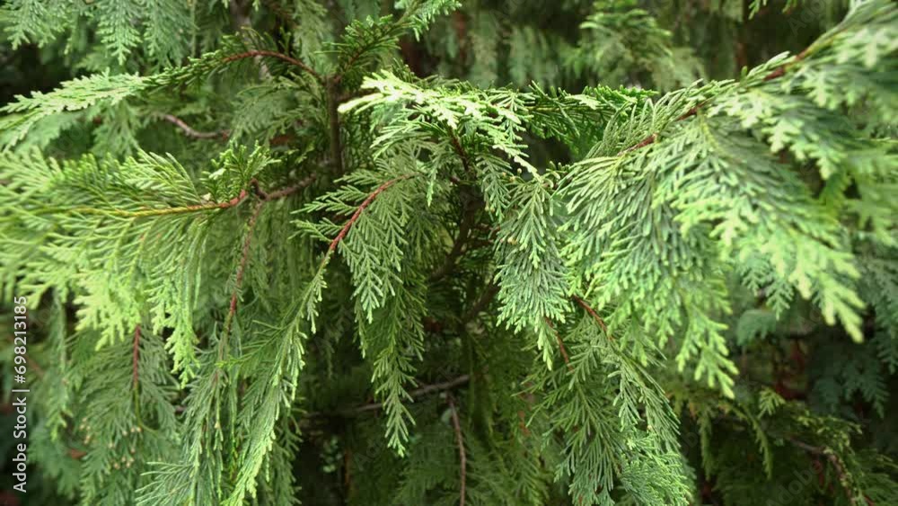 Beautiful branch of thuja in the park, green branch, autumn, day Beautiful branch of thuja in the park, green branch, autumn, day