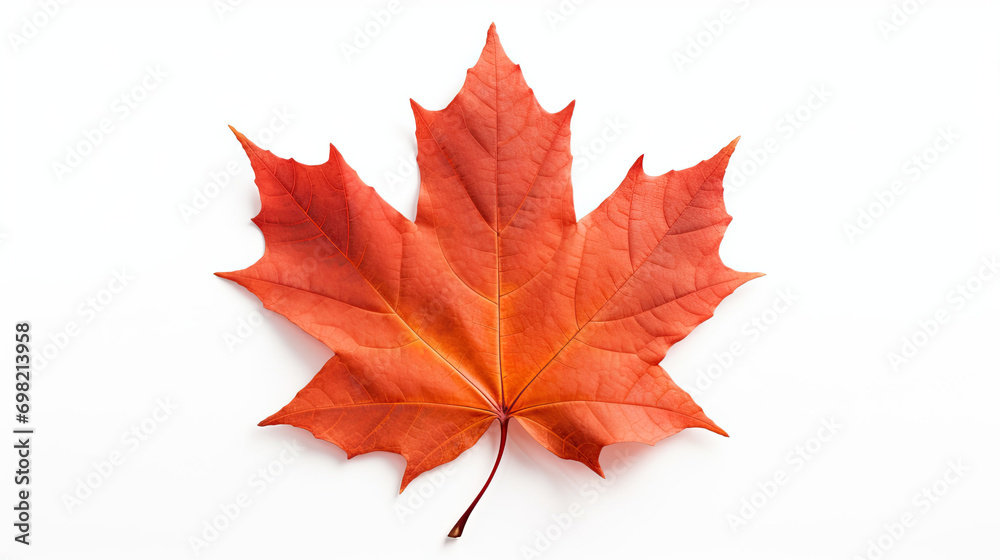 Maple Leaf. Isolated on white background Maple Leaf. Isolated on white background