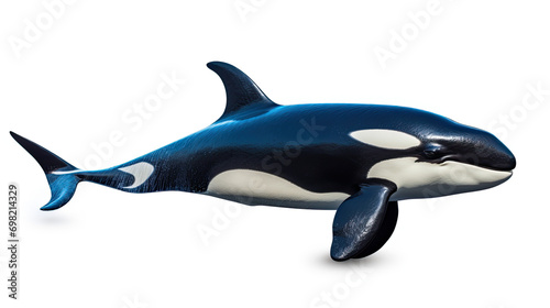 Side view Killer Whale. Isolated on white background