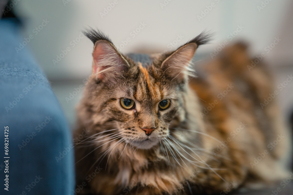 The Maine Coon cat is sitting on a chair at home The Maine Coon cat is sitting on a chair at home