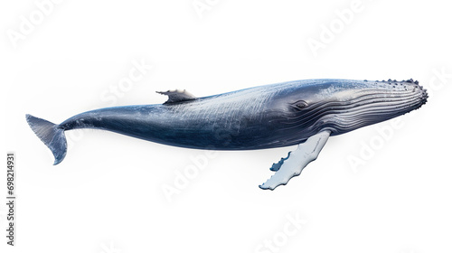 Huge Big Whale. Isolated on white background